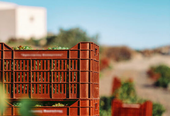 Vineyard with people working, landscape near the sea, afternoon sun.