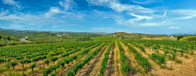 Le vignoble crétois