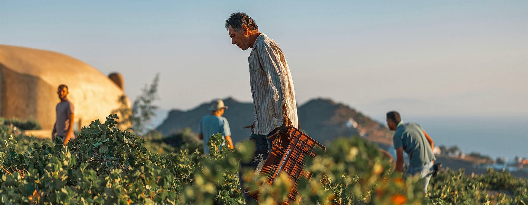 La vendemmia tradizionale in Grecia