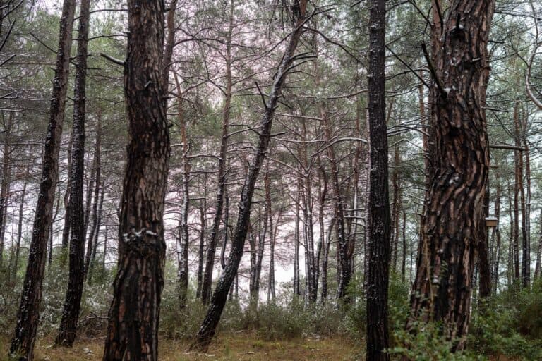 Foresta di Dadià