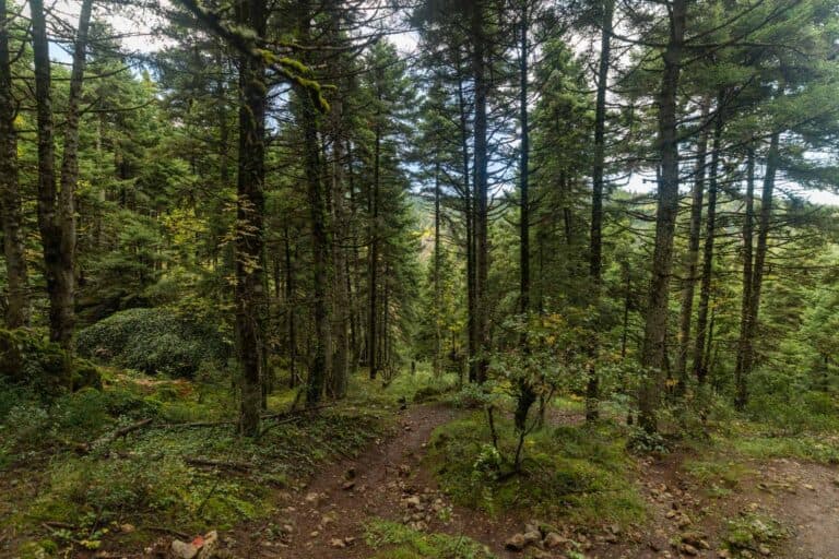 Iti National Park