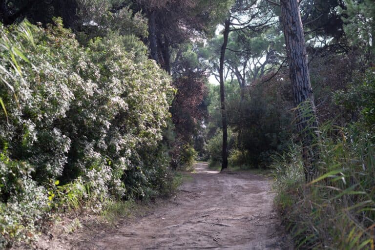 Les sentiers accessibles sur Skiathos