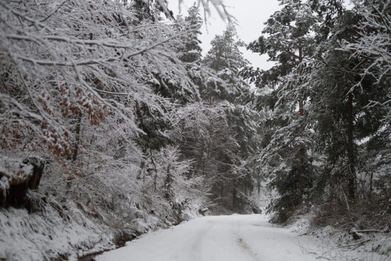 Foresta di Haidou