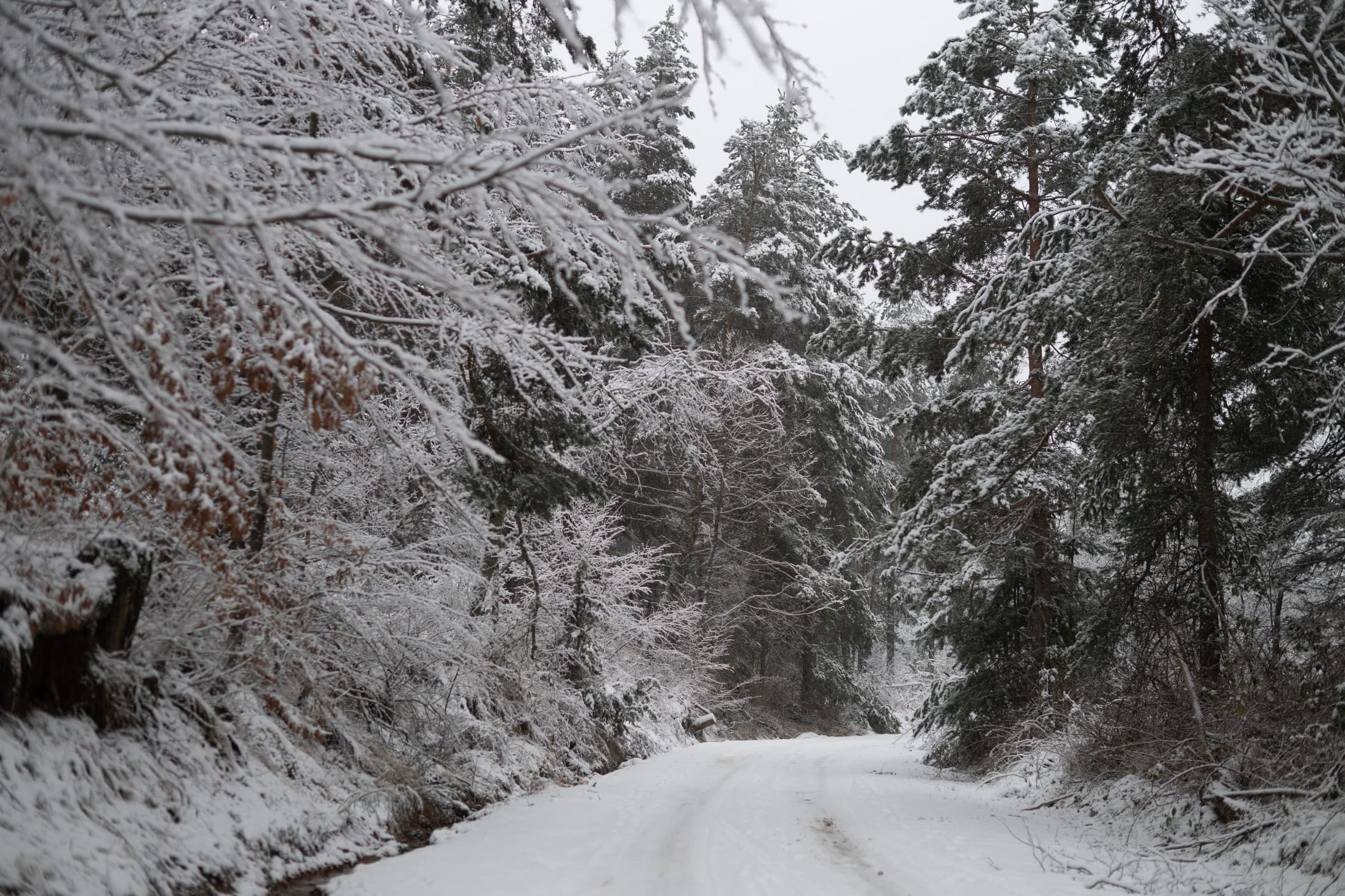 Haidou Forest