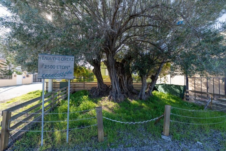 Η ελιά της Όρσας