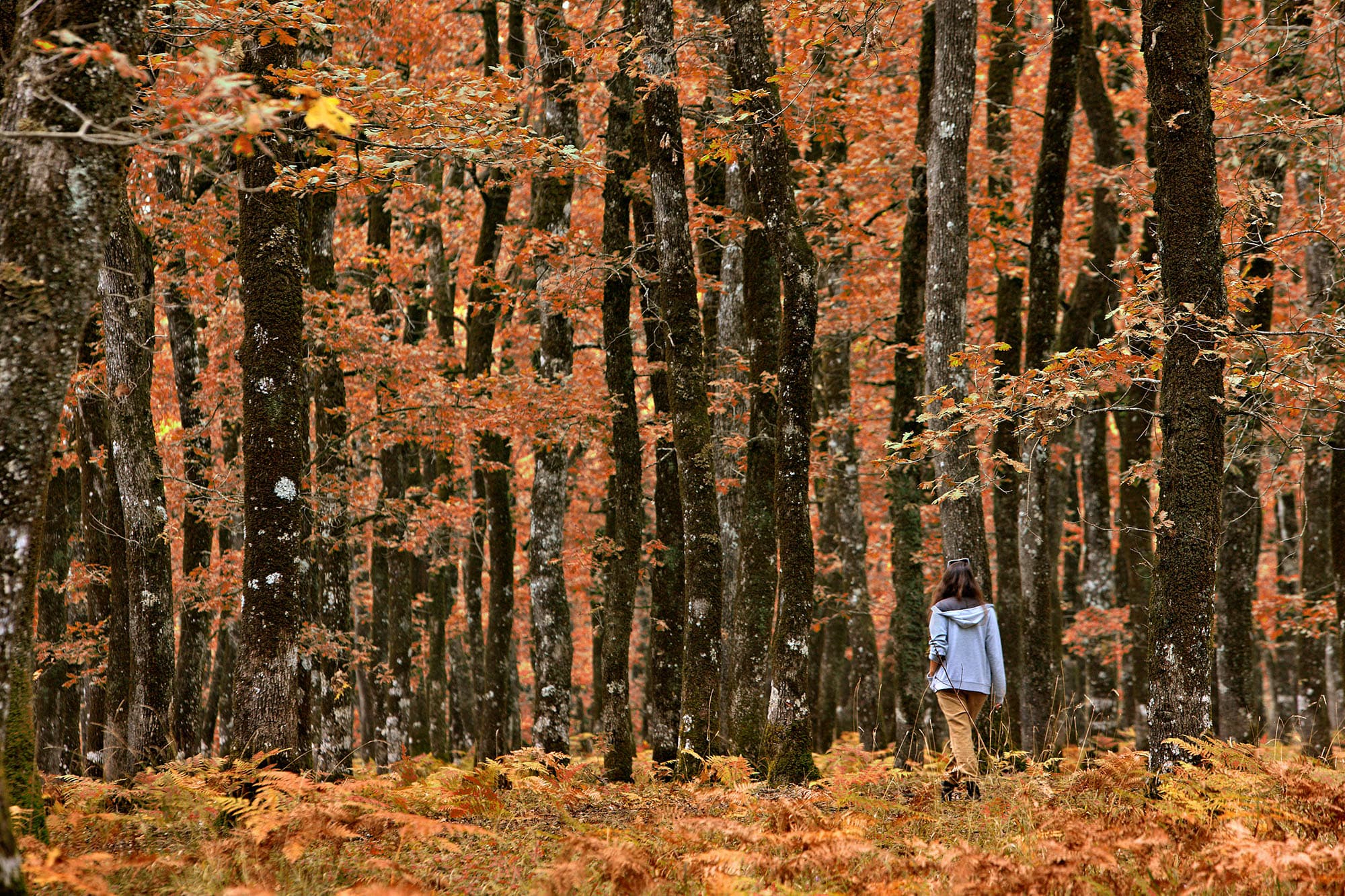 La forêt de Foloi