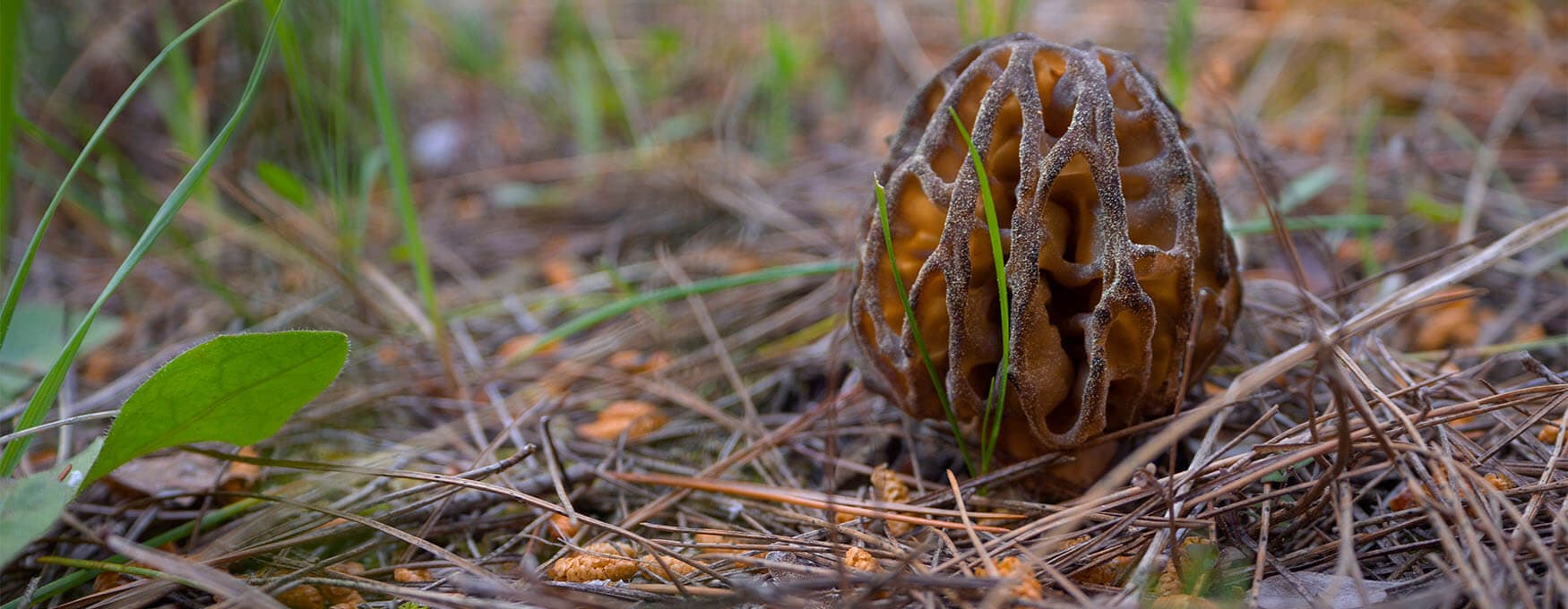 Funghi