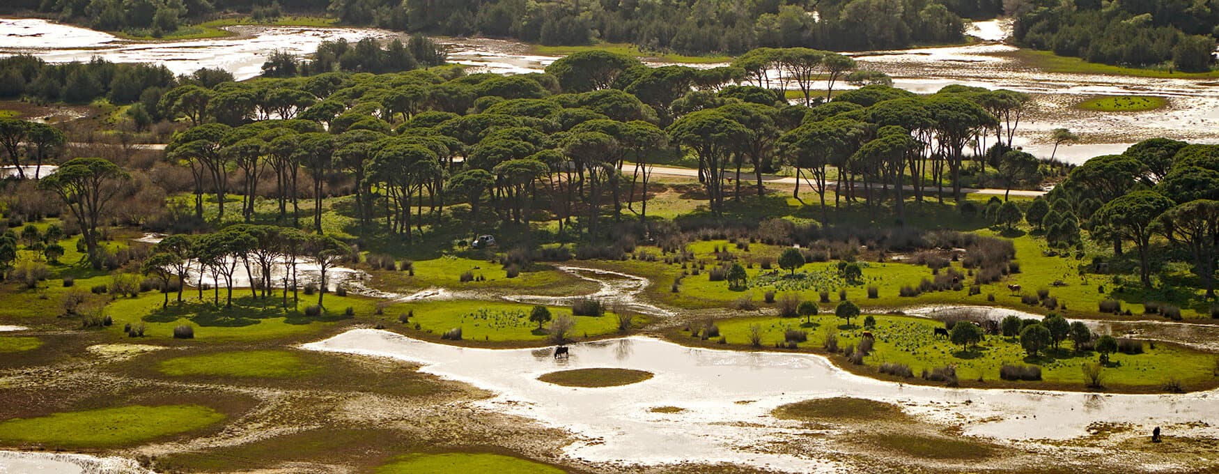 Bosque de Strofilia