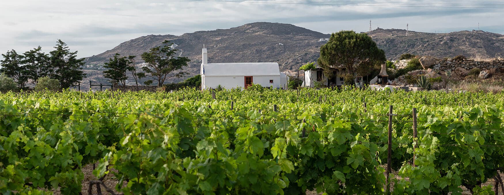Le Vie del Vino greco