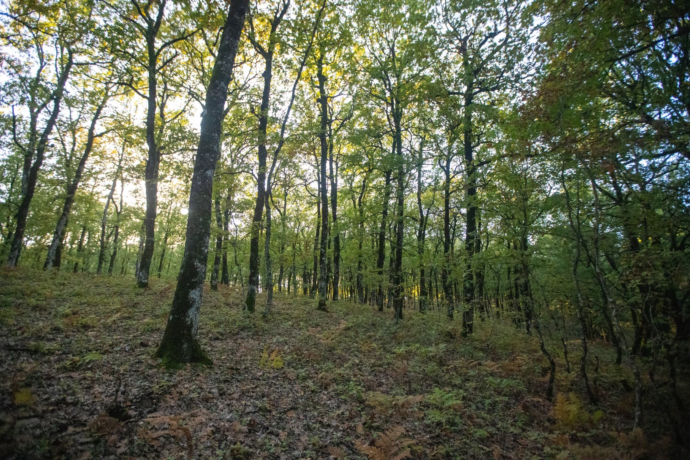 Excursiones al campo snapshot 1