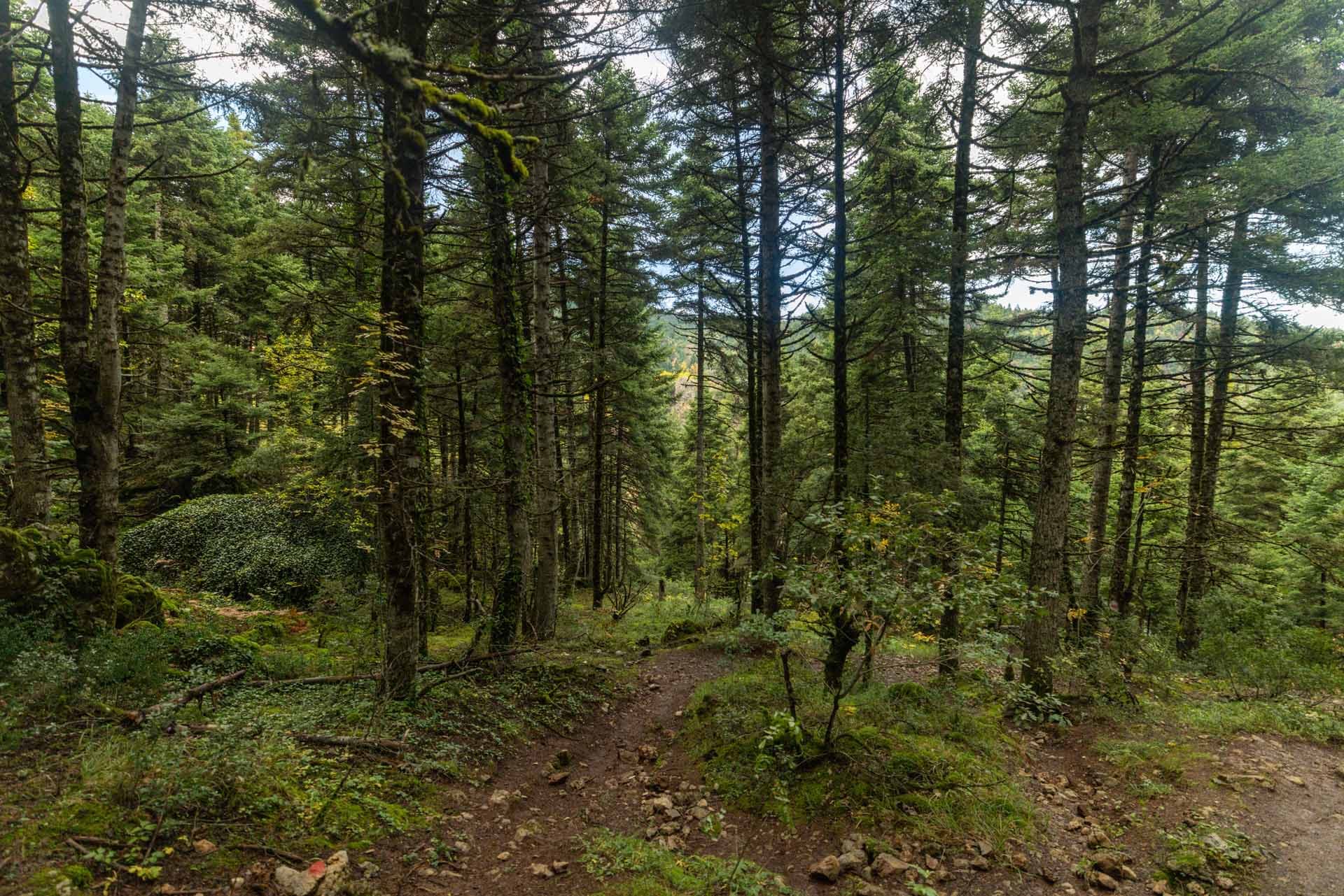 Parque Nacional de Oiti