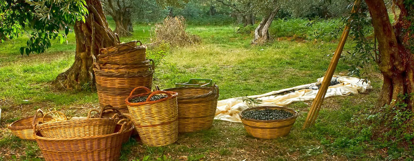 Olive e Olio d’Oliva