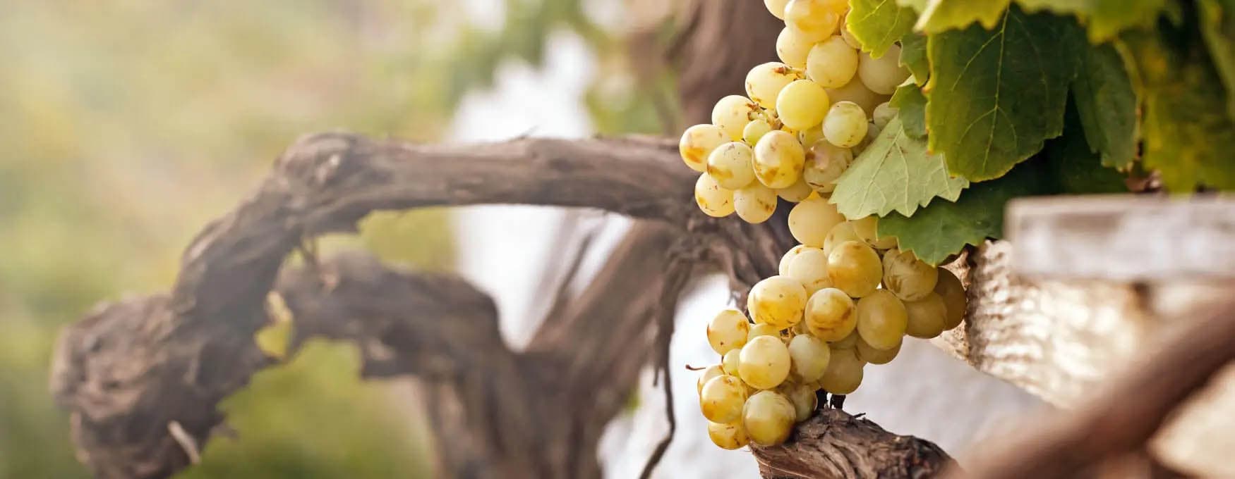 Varietà di vino greche