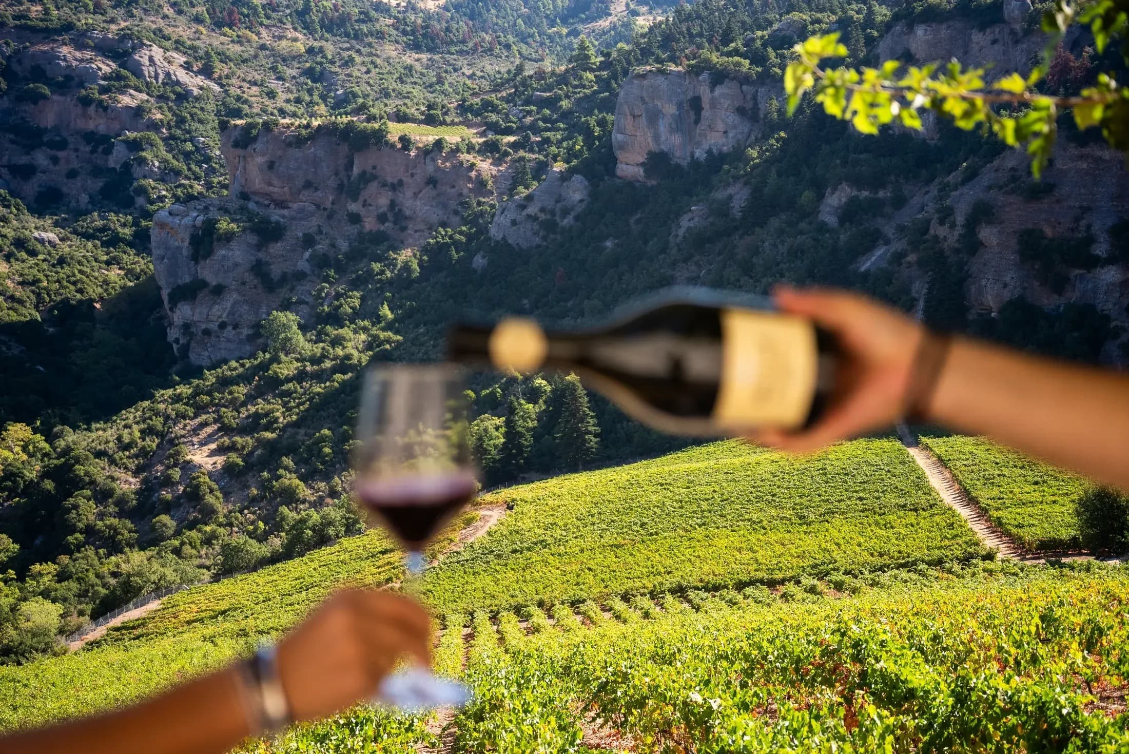 Vini Greci: Eredità in un Calice
