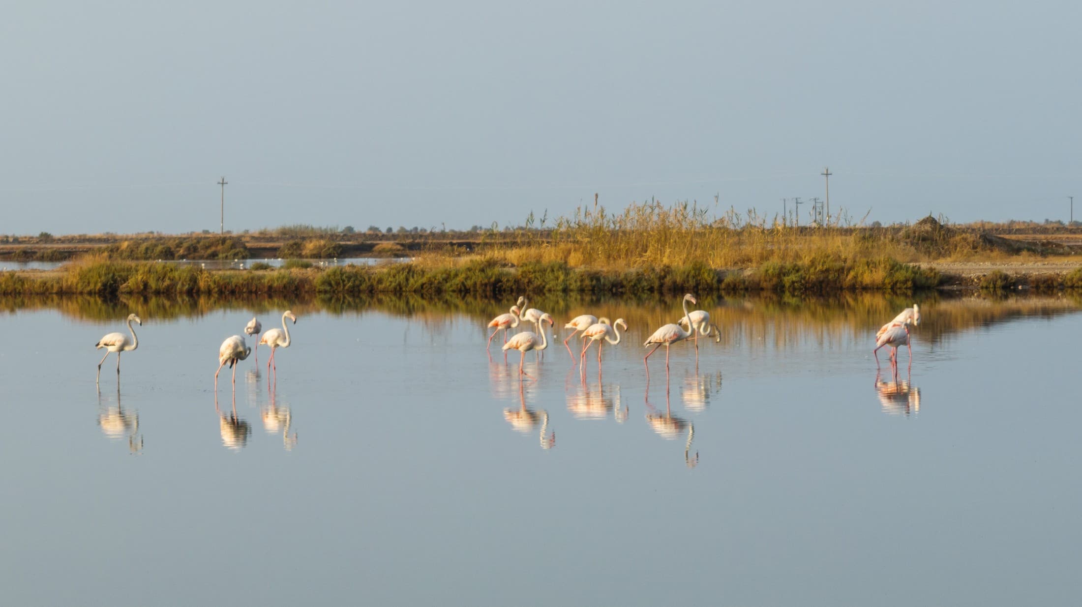Observación de aves en Messolongi