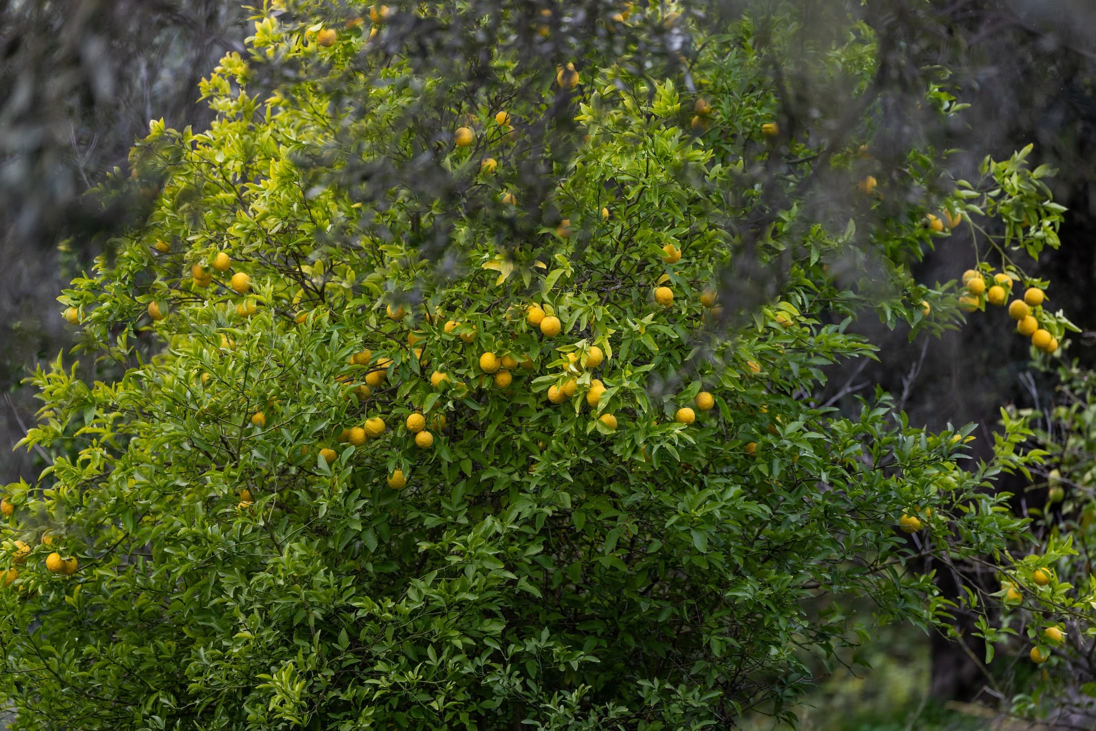«Lemonοdasos» – el Bosque de Limoneros
