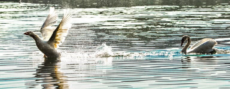Lago Vegoritida