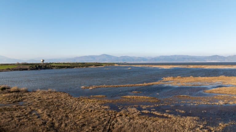 Birdwatching al lago Vistonida