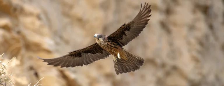Birdwatching à Skyros