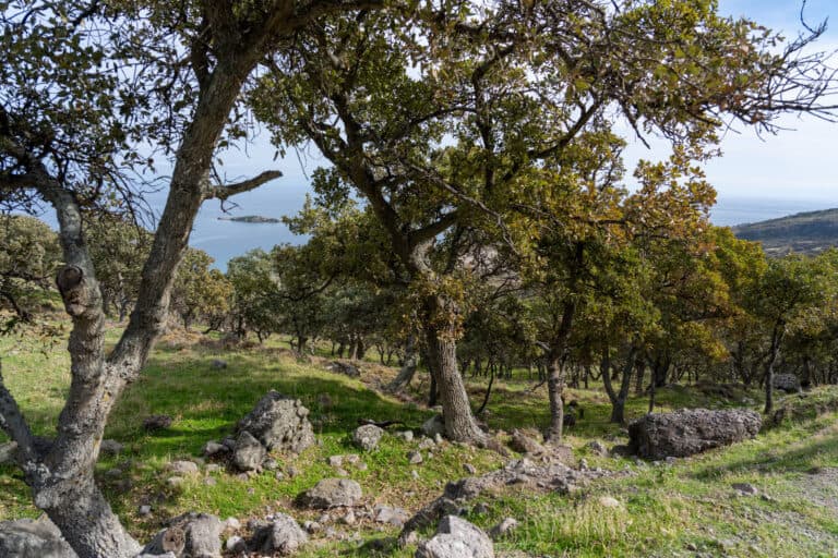 Il bosco di querce