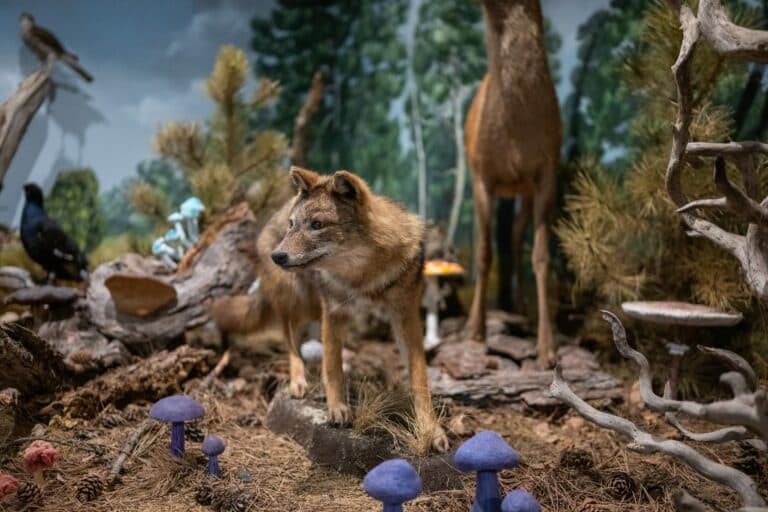 Musée d’Histoire naturelle des Météores & Musée des Champignons
