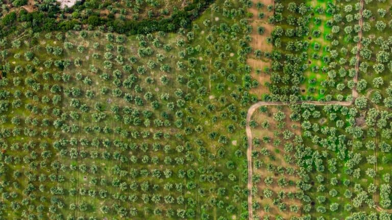 Konservolia and the Olive Grove of Amfissa