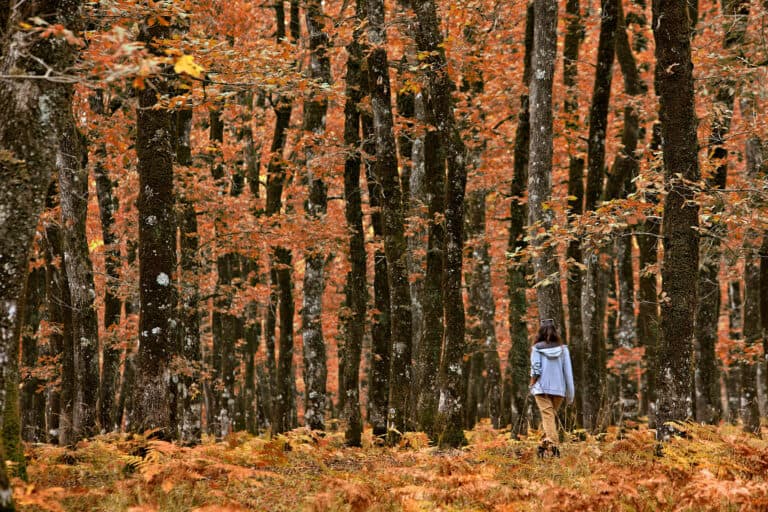 The Forest of Foloi