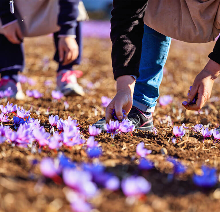 Harvesting the crocus