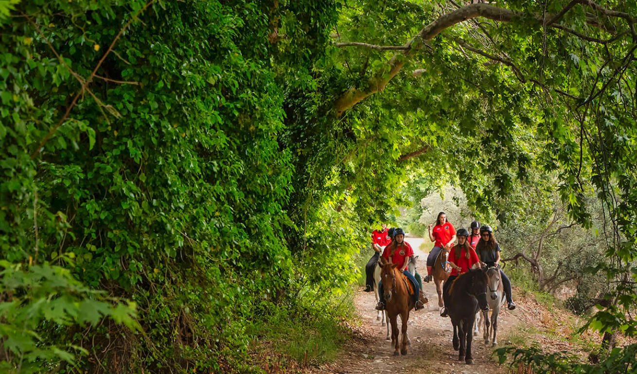 A dirt road next to dense tall trees with green leaves forming an arcade. A group of people in red T-shirts are riding horses.