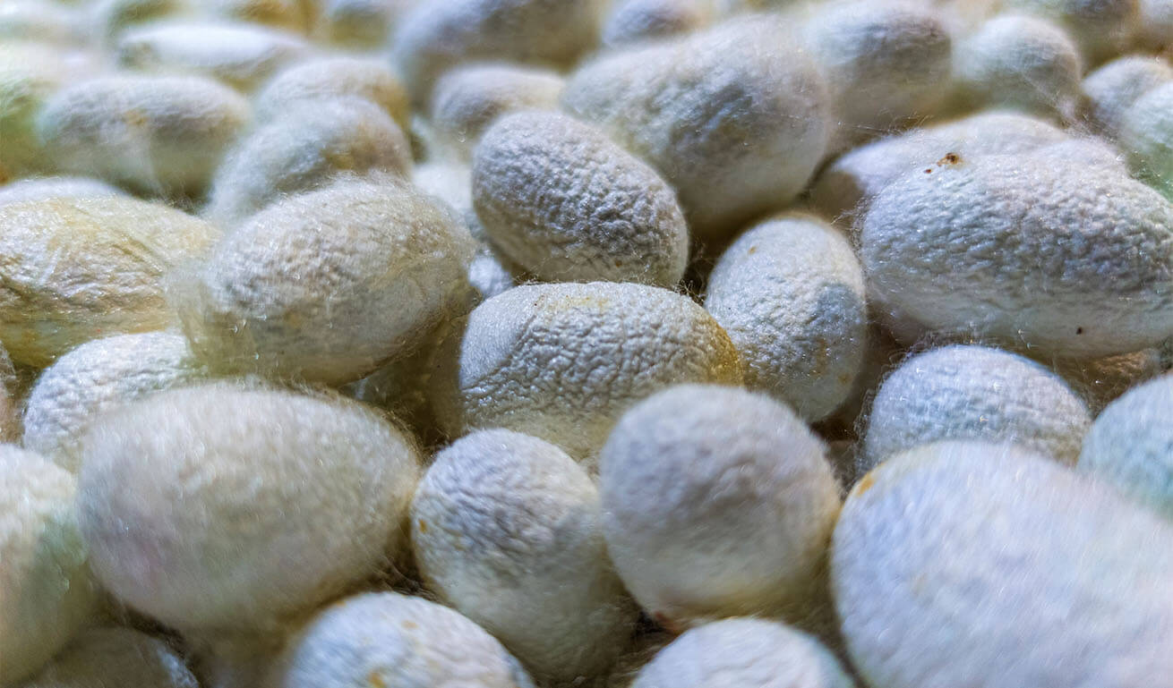 Close-up of a pile of white silkworm cocoons.