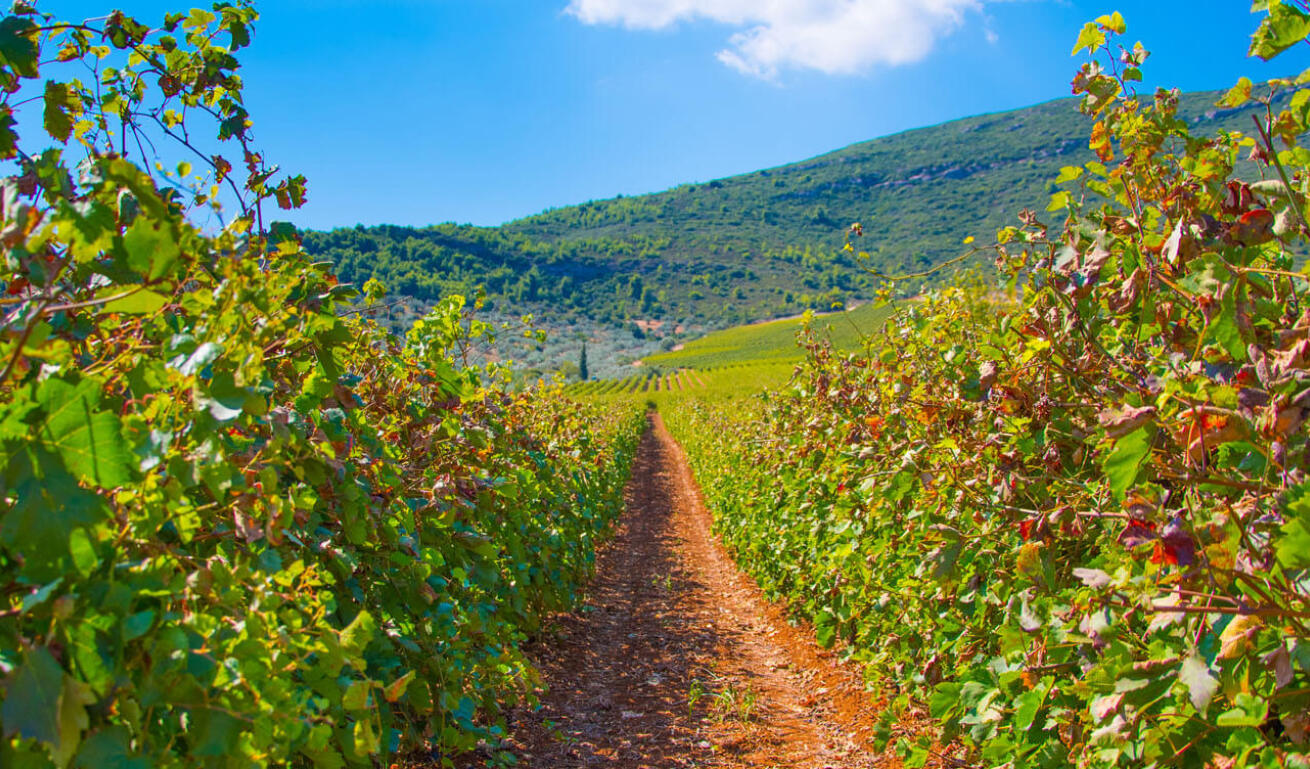 Άποψη των αμπελώνων της Νεμέας