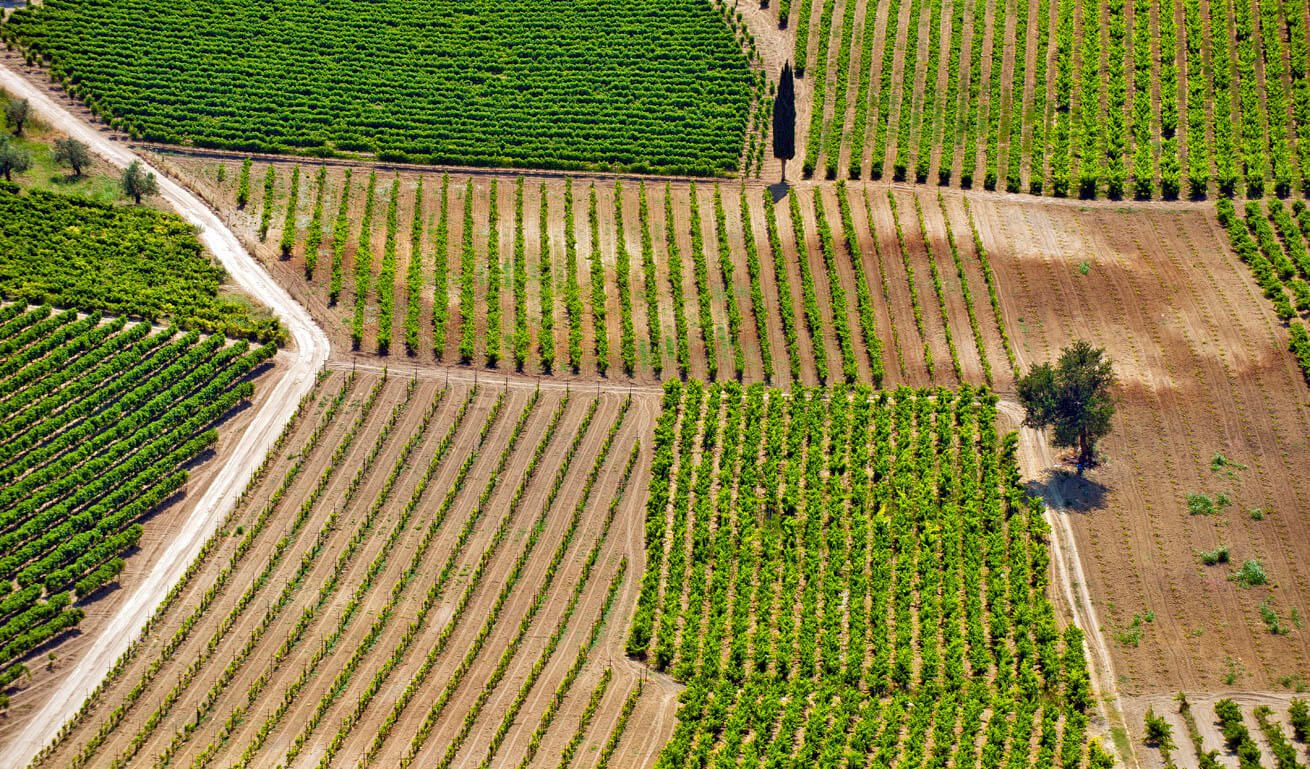Άποψη από ψηλά των αμπελώνων της Νεμέας