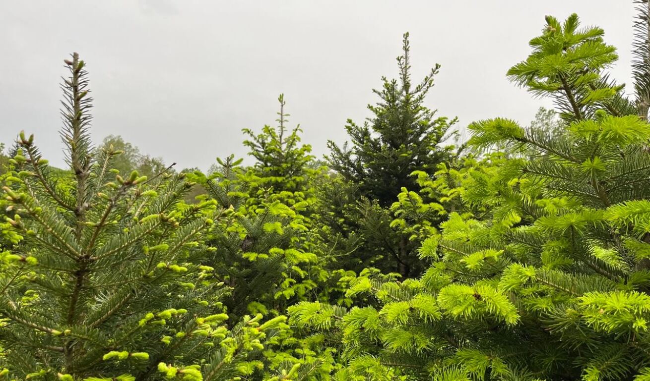 View of various lush green firs under a cloudy sky