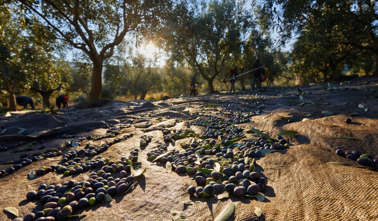 freshly harvested olives drying out in the sun, at an olive grove