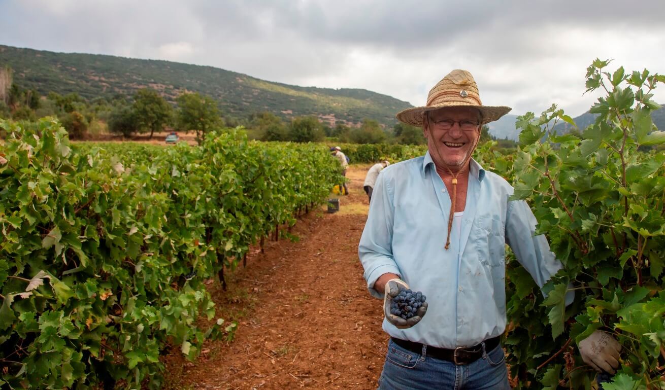 a man holinding a bunch of grapes in a vineyard, more men are picking up grapes in the background