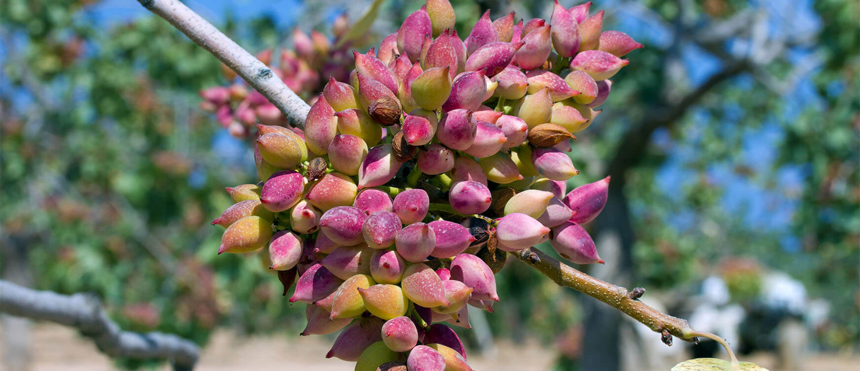 Aegina peanuts