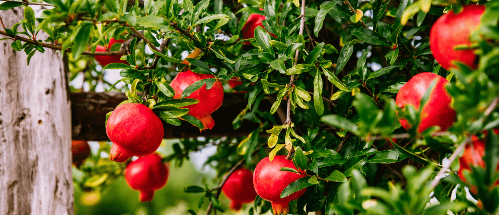 Pomegranate tree