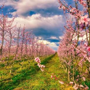 orchard of bloomed peach trees in spring in the plain of Veria in northern Greece