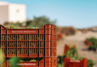 farawayfarers_02_grapeharvest-santorinivineyard_555x360