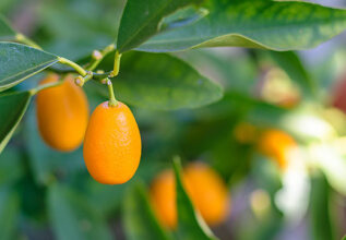 i_1145233335_greekbeverages-kumquat_555x360