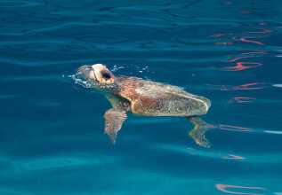 i_182898401_marine_zoologicalparks-careta_555x360