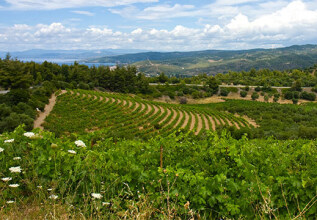 i_182913177_inspirations-halkidiki-wineroutes_555x360