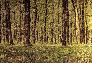 i_683706346_foloioakforest_555x360