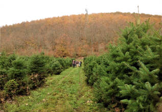 A group of individuals walking along a path between rows of young fir trees, with a colourful autumn forest in the background