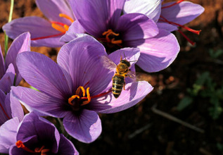 kokkas_3_kozaniproducts-krokos_555x360