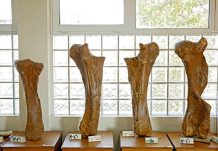 kokkas_5_grevena_milia_palaiontologymuseum_555x360