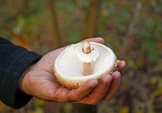 kokkas_mushroomhunting_555x360