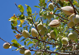 kouzouni_2429_superfood-almonds_555x360