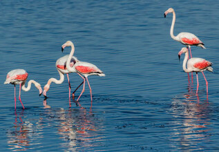 merakos_01_birewatchingvistonida_555x360