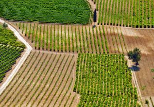 militos_17__nemea_1310x769